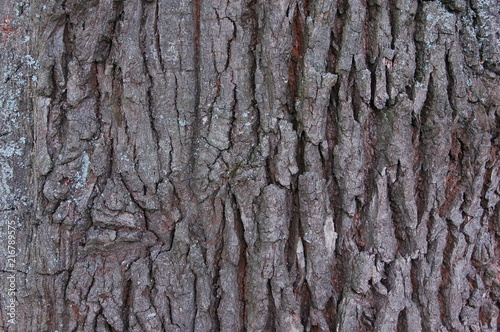 Background wooden texture of oak bark © Igor