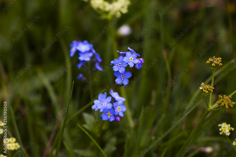 forget me not flowers head, blue and purple leaves, yellow and white heart forget me not flowers head, blue and purple leaves, yellow and white heart