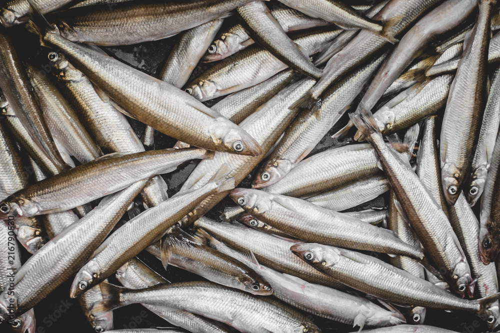 Fototapeta premium Raw and Uncooked Many Fresh Smelts Fishes