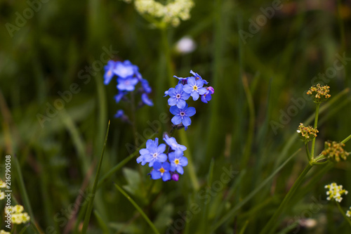 forget me not flowers head, blue and purple leaves, yellow and white heart 