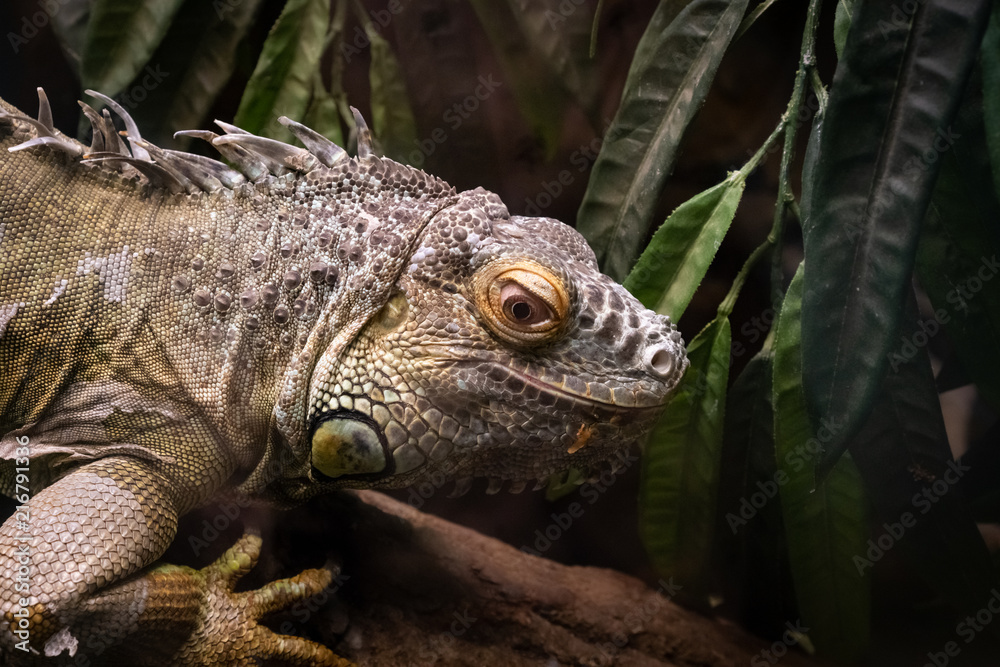 Iguana through the glass Iguana through the glass