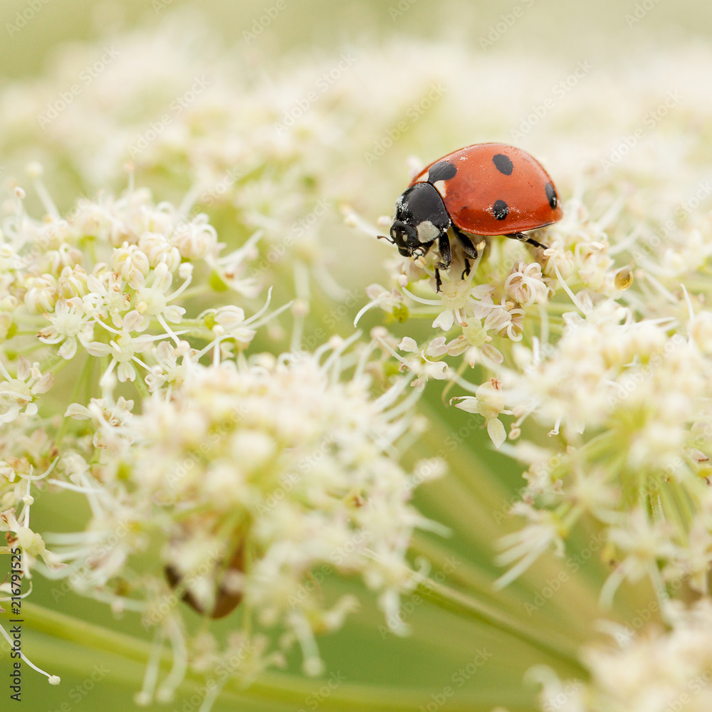 ladybird gathers nectar from a white fluffy flower