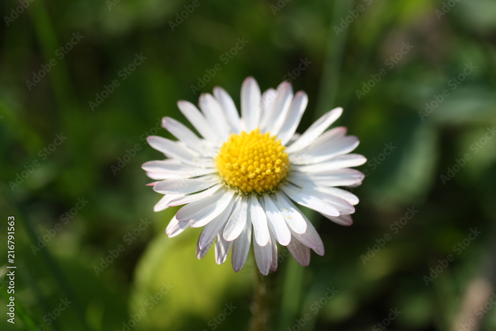 Gänseblümchen im Sonnenlicht auf einer Sommerwiese Gänseblümchen im Sonnenlicht auf einer Sommerwiese