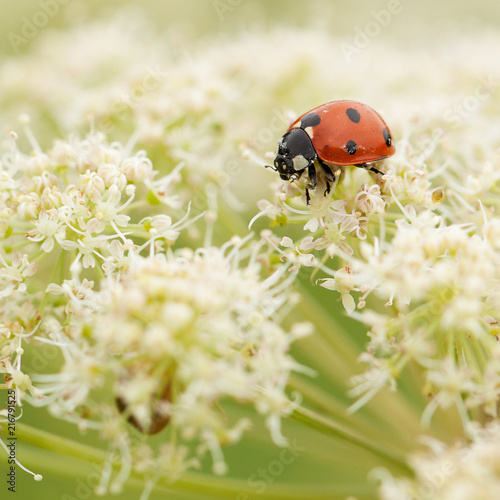 ladybird gathers nectar from a white fluffy flower © guppys