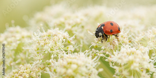 ladybird gathers nectar from a white fluffy flower