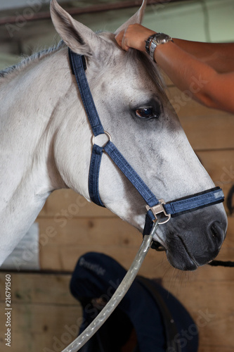 Animals. Horse. The face of a beautiful white horse in a bridle 