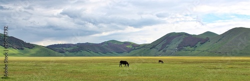 Donkeys grazes in the middle of panoramic view of the plateau of Castelluccio di Norcia (Umbria, Italy).