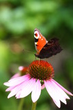 Ein Schmetterling (Pfauenauge) sammelt Nektar auf einer magentafarbenen Blüte