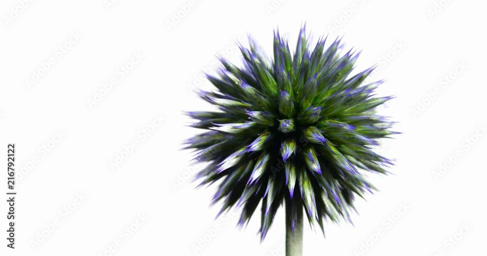 small globe thistle turning on a white background. A wonderful wild
