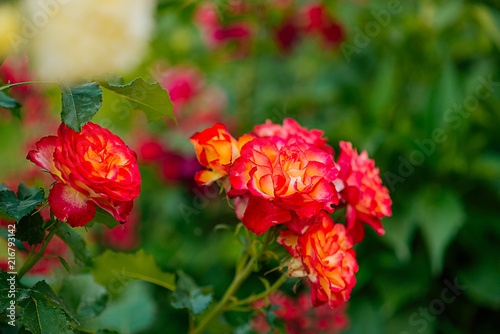 Rose, flowers, garden, summer, роза, розы, королева сада, розарий, ландшафт, landscape, photooftheday.