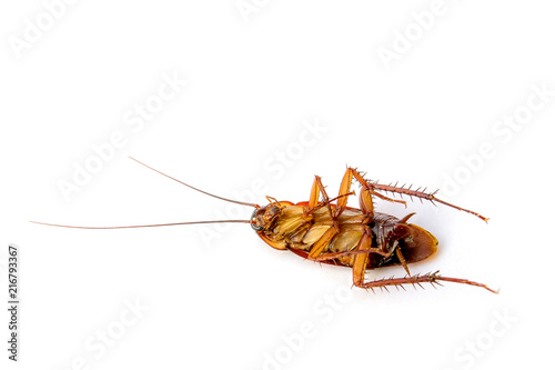 Dead cockroach © Pituk