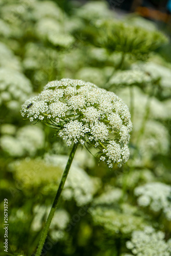 blooming white flowers of wild carrot, Daucus carota photo