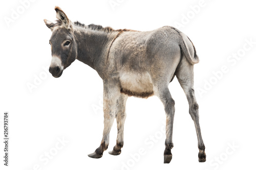 Canvas Print donkey isolated a on white