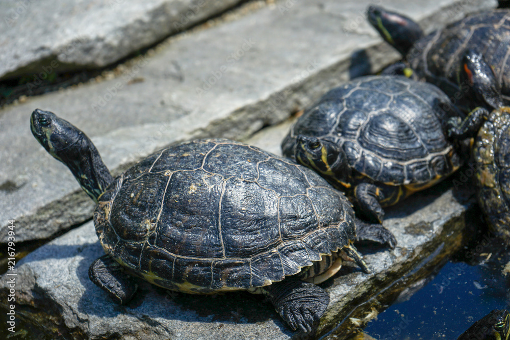 Yellow Bellied Sliders, Trachemys scripta, group close up view Yellow Bellied Sliders, Trachemys scripta, group close up view