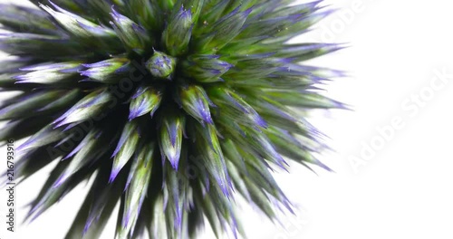 small globe thistle turning on a white background. A wonderful wild flower turns against a white background like a being from another galaxy, green and pointed shows her nature photo