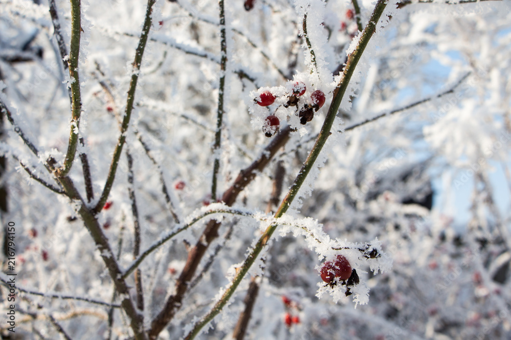 Beautiful winter landscape scene with scene with snow covered trees Beautiful winter landscape scene with scene with snow covered trees