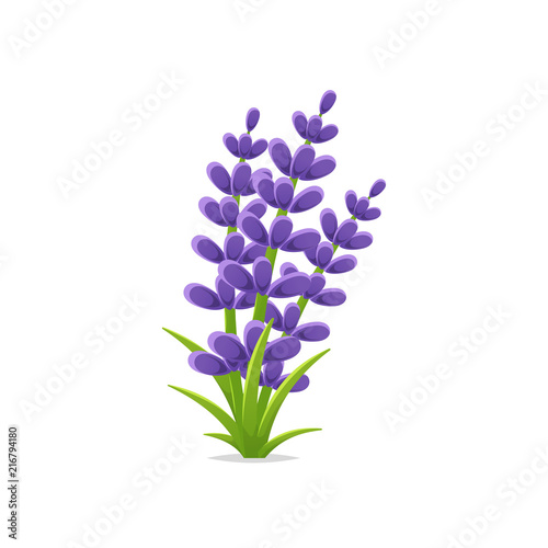 Fototapeta Naklejka Na Ścianę i Meble -  Lavender flowers vector isolated illustration
