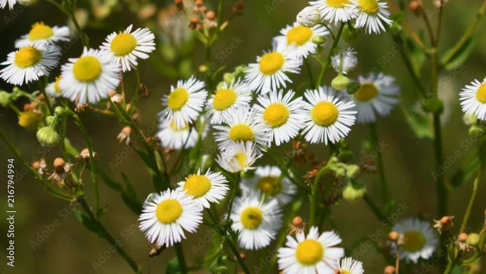 Wild chamomile flowers Wild chamomile flowers
