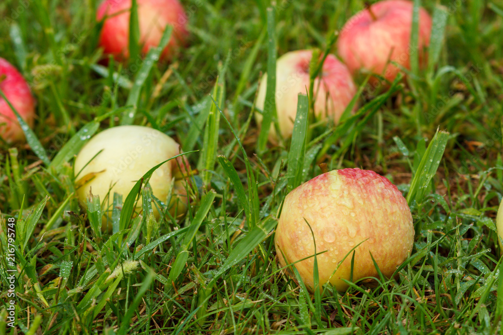 Red apples on green grass in the orchard Red apples on green grass in the orchard