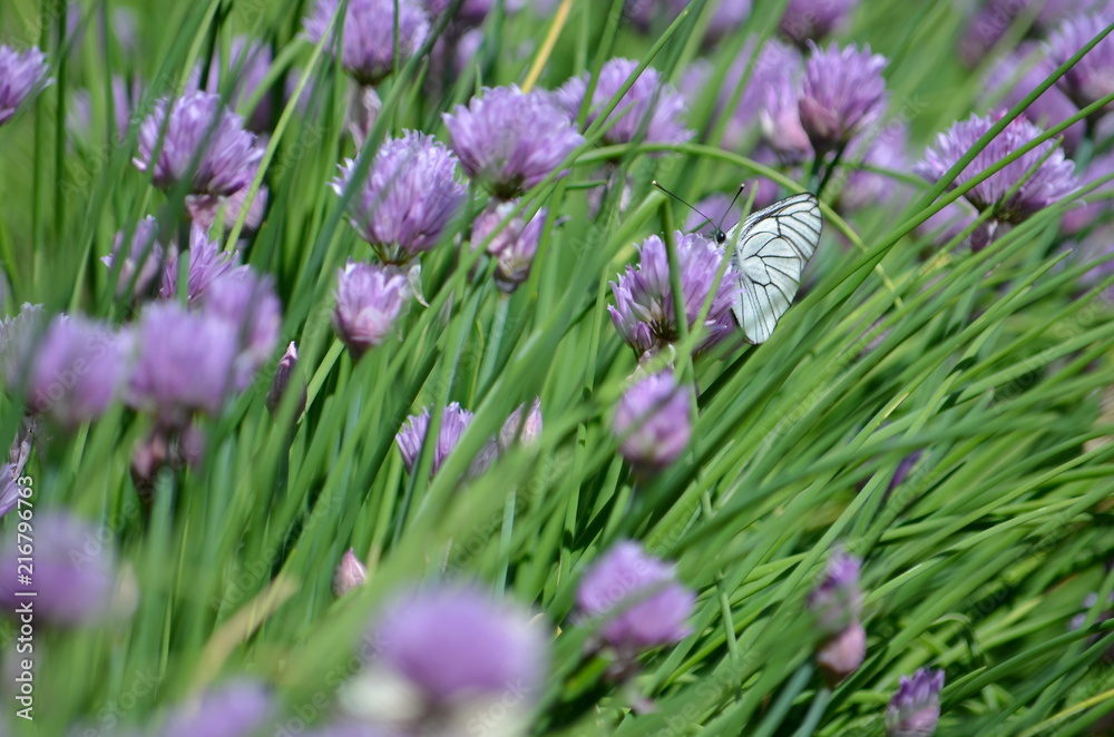 pink flowers and white butterfly pink flowers and white butterfly