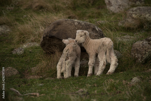 New Zealand Sheep