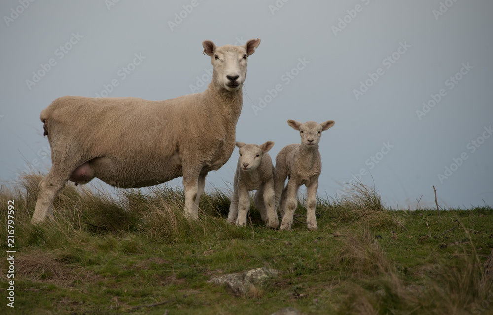 Fototapeta premium New Zealand Sheep