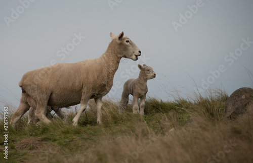 New Zealand Sheep