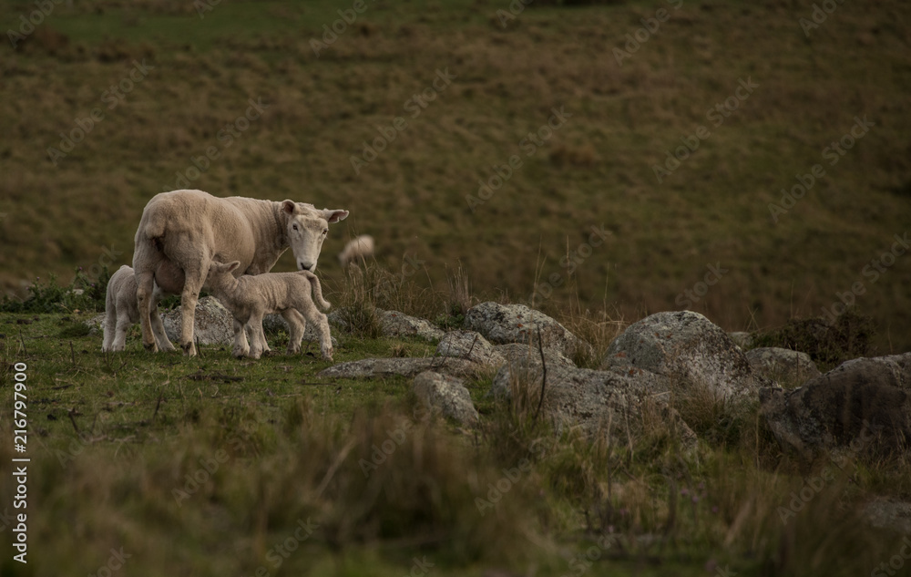 Obraz premium New Zealand Sheep