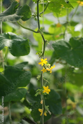 Cucumber flowers in the greenhouse