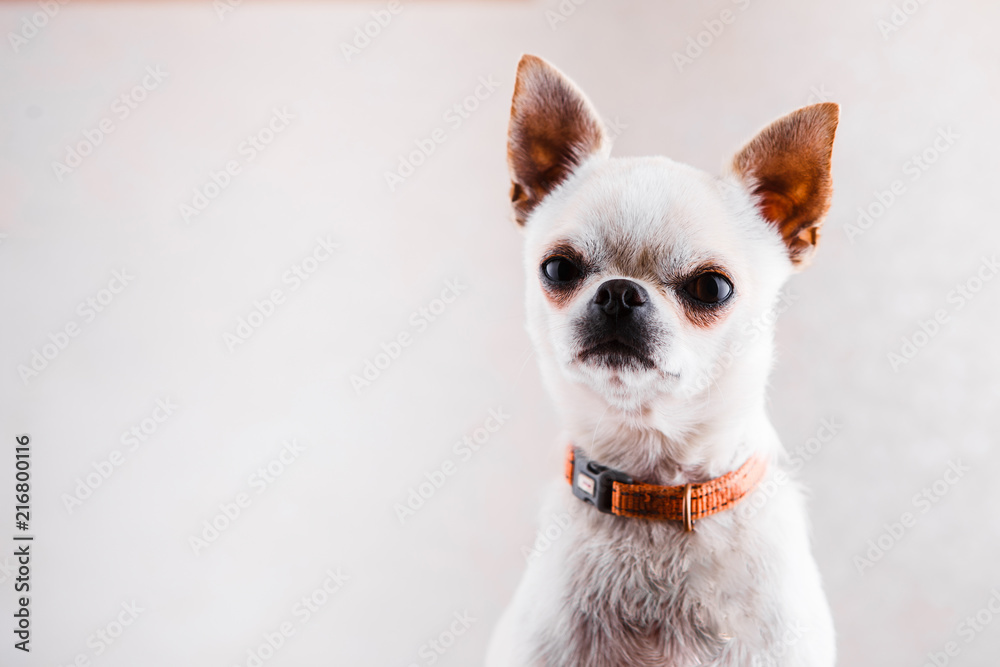 Evil Chihuahua looks into the camera with a displeased expression of the muzzle.