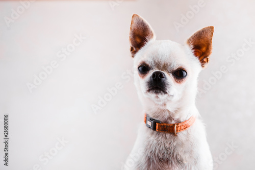 Evil Chihuahua looks into the camera with a displeased expression of the muzzle.