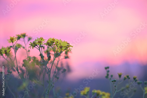 yellow wildflowers on a background of pink sunset sky © Taranova_ksenya