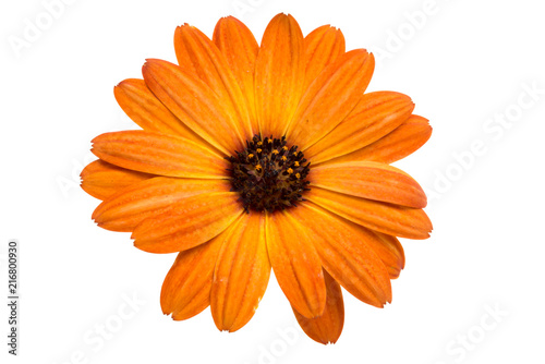beautiful orange osteospermum or african daisy flower isolated on white