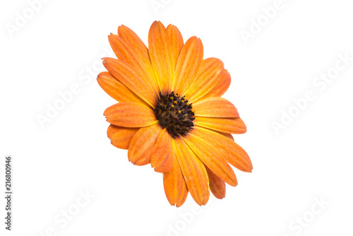 beautiful orange osteospermum or african daisy flower isolated on white