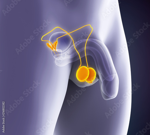 Human Testicles Anatomy photo