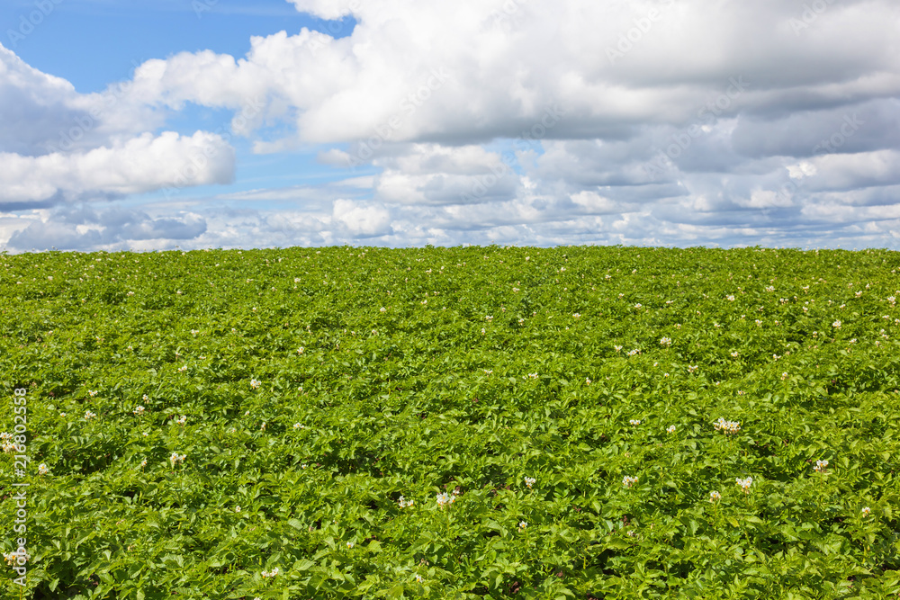 Flowering potato field Flowering potato field