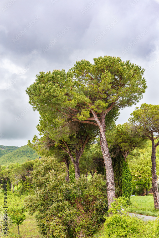 Large pine trees in a grove of trees
