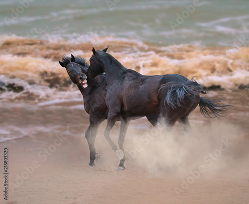 Two dangerous stallions play with each others on the seacost during the seastorm on the waves background