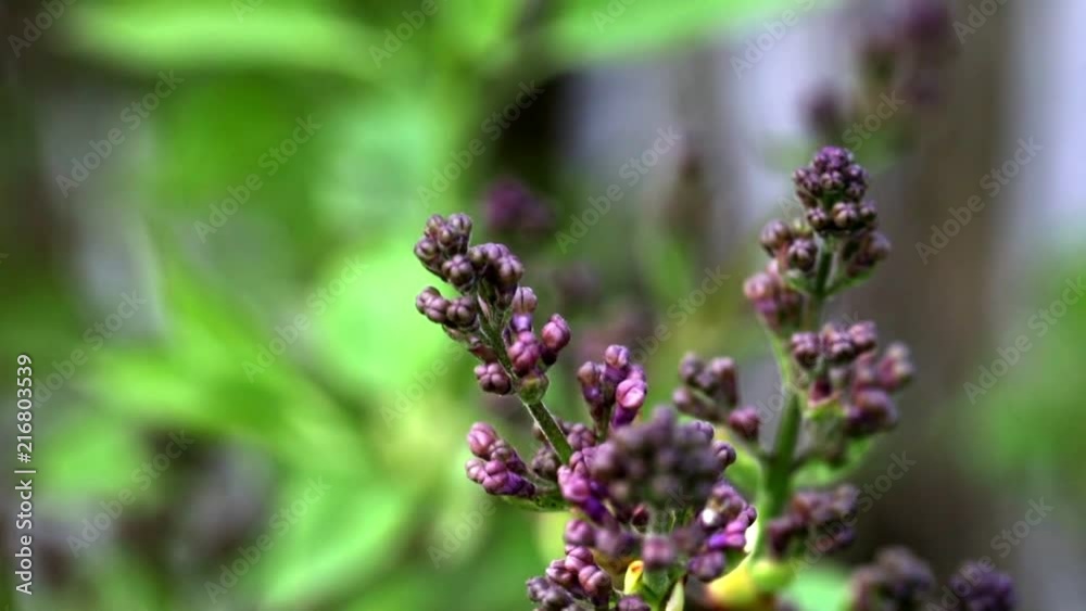 Kamerafahrt durch Blüten