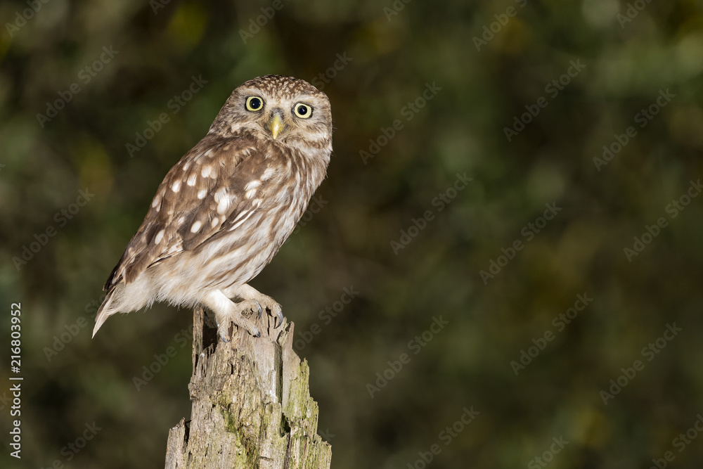 an owl resting on a warm summer evening, La Spezia province, Ligurian district, Northern Italy, Europe an owl resting on a warm summer evening, La Spezia province, Ligurian district, Northern Italy, Europe