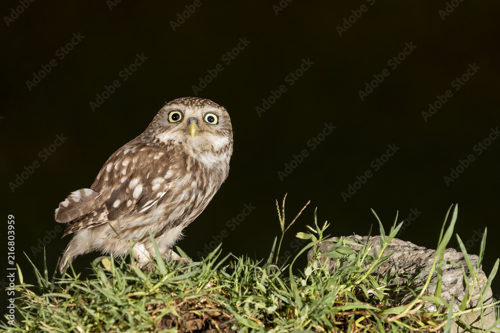 an owl resting on a warm summer evening, La Spezia province, Ligurian district, Northern Italy, Europe an owl resting on a warm summer evening, La Spezia province, Ligurian district, Northern Italy, Europe
