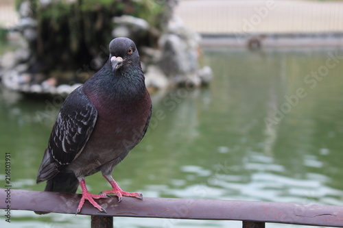 Macro Pigeon