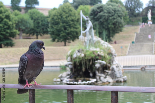 Macro Pigeon