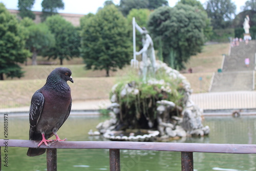 Macro Pigeon