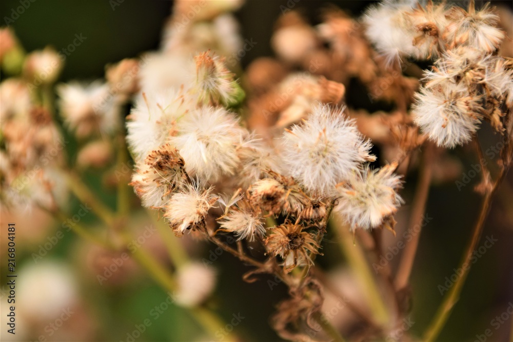 Dry grass close up selective focus in blurred background Dry grass close up selective focus in blurred background