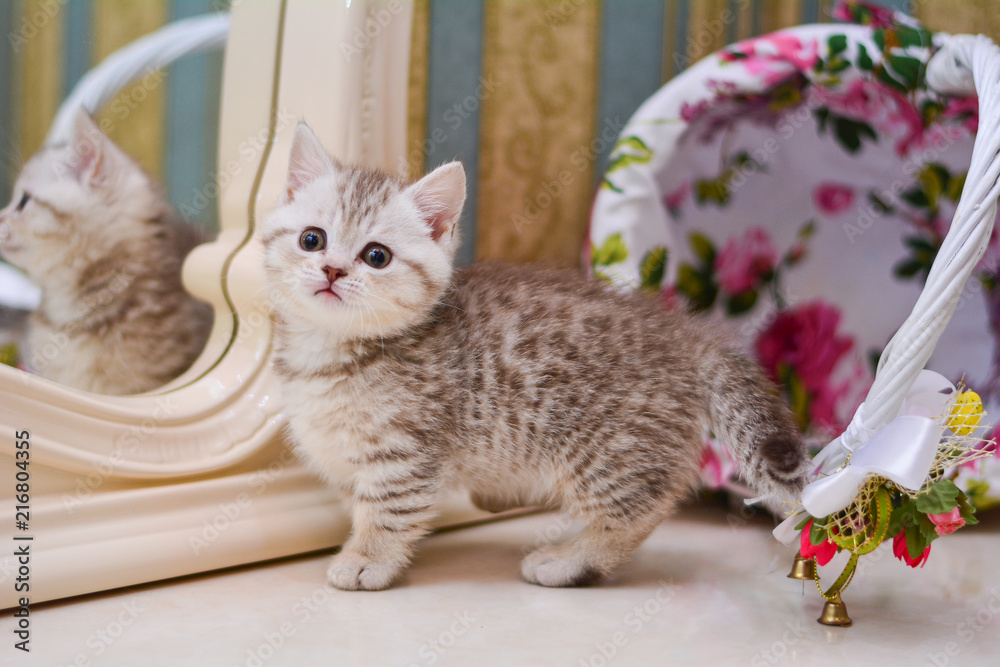 custom made wallpaper toronto digitalkitty cat munchkin fluffy, animal