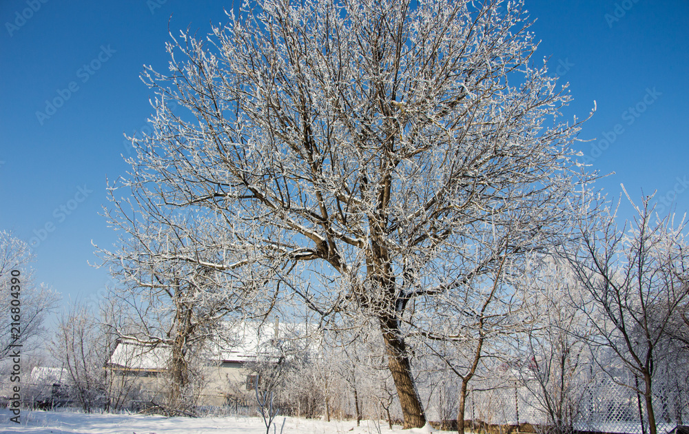 Beautiful winter landscape scene with scene with snow covered trees. Beautiful winter landscape scene with scene with snow covered trees.