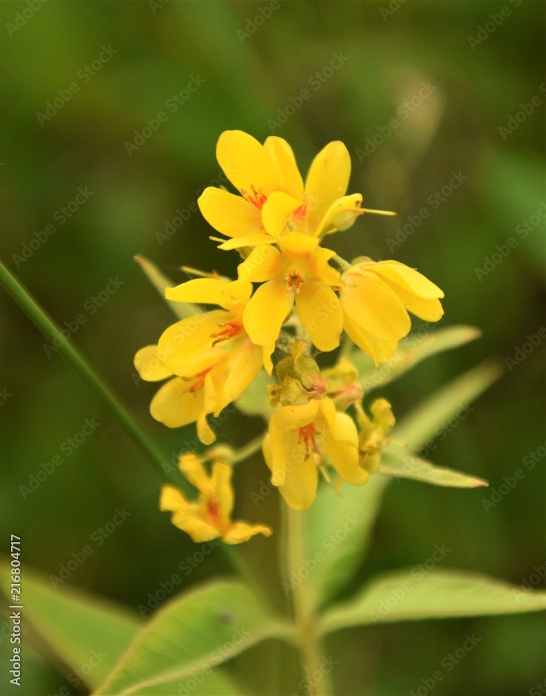 Yellow flower close up selective focus in blurred background Yellow flower close up selective focus in blurred background
