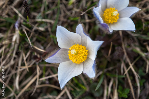 Italian alpine flowers