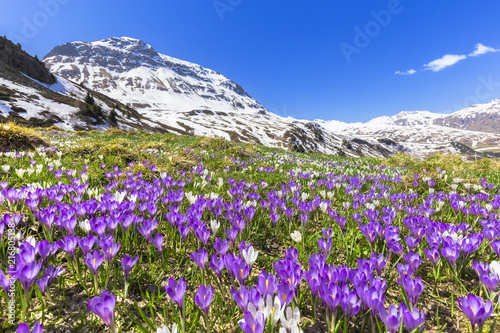 Flowering of purple Crocus nivea at Julier Pass, Parc Ela, Region of Albula, Canton of Graubünden, Switzerland, Europe.